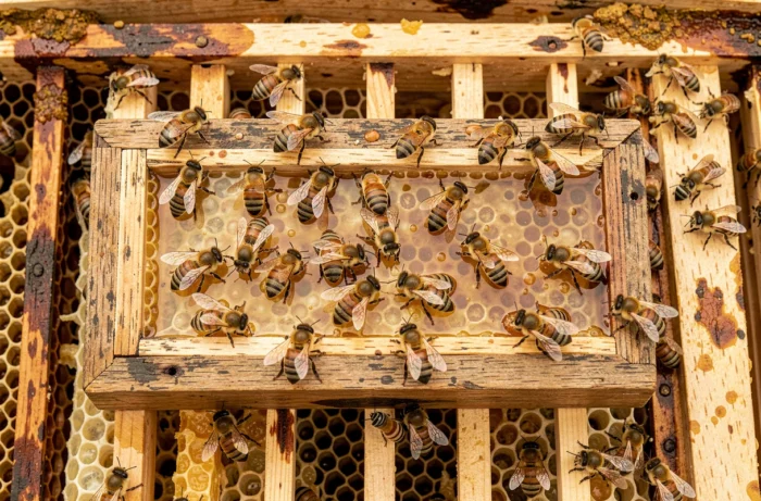 Nahaufnahme von Hunderten von Bienen, die sich in einem Fütterungsrahmen mit süßem Sirup auf einem offenen Bienenstock ernähren
